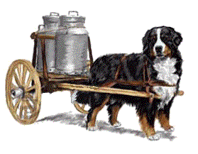 NON ABBIAMO CUCCIOLI DSPONIBILI. visionare questo sito il 20/01/2026 ore 15.30 - BOVARO BERNESE DELMASOANDRIOI