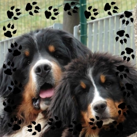 CUCCIOLI G SARANNO IN CONSEGNA DURANTE LE FESTIVITA' NATALIZIE 2025 - BOVARO BERNESE DELMASOANDRIOI