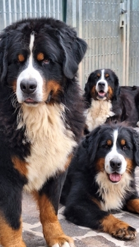 CUCCIOLI G SARANNO IN CONSEGNA sabato 27/12/2025 scelta/prenotazione 15/12/2025 - BOVARO BERNESE DELMASOANDRIOI