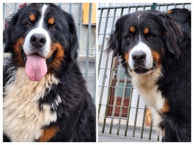 CUCCIOLI H prenotazione dal 19/12/2025, consegna DOMENICA 28/12/2025 - BOVARO BERNESE DELMASOANDRIOI