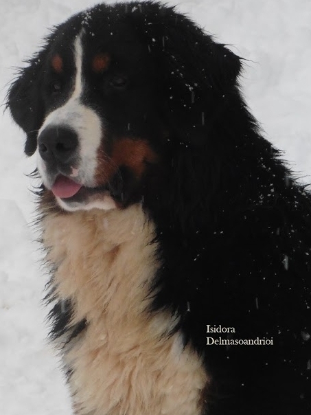 ISIDORA nata 23/03/2020 HD/ ED/ test DM esone N/N, es2 N/DM - BOVARO BERNESE DELMASOANDRIOI