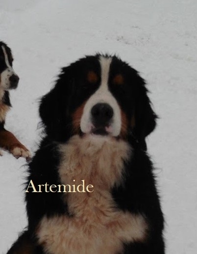 ARTEMIDE NATA 08/05/2019 HD/A ED/0 test DM entrambi esoni N/N - BOVARO BERNESE DELMASOANDRIOI