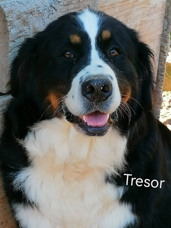 TRESOR 06/06/2021 HD/A ED/0 - BOVARO BERNESE DELMASOANDRIOI