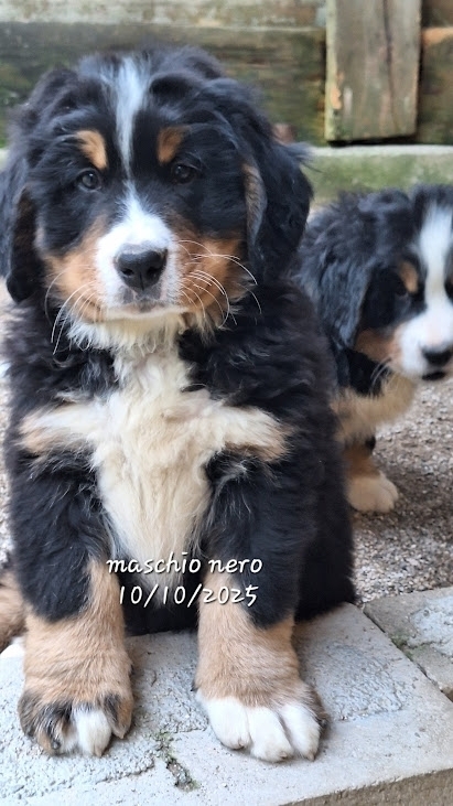 DISPONIBILE MASCHIO:  FIGO SI NASCE nero. - BOVARO BERNESE DELMASOANDRIOI