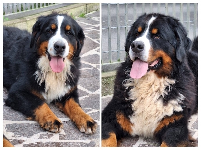 CUCCIOLI G nati 25/10/2025 SARANNO IN CONSEGNA dal 27/12/2025 - BOVARO BERNESE DELMASOANDRIOI