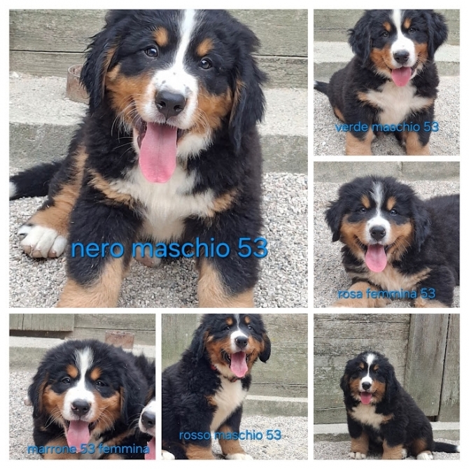 CUCCIOLI K nati 18/06/2026 CONSEGNA SABATO 22/08 prenotazione 3403718229 - BOVARO BERNESE DELMASOANDRIOI