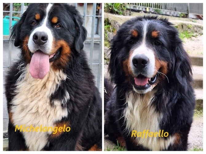 NON ABBIAMO CUCCIOLI DISPONIBILI - BOVARO BERNESE DELMASOANDRIOI
